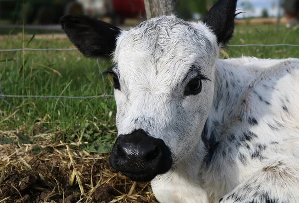 Tehén Fűvel Borított Mezőn Napközben Fogott — Stock Fotó