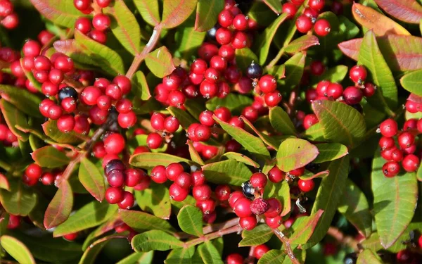 Tiro Close Ramo Com Fruto Coluna Vermelha Pyracantha — Fotografia de Stock