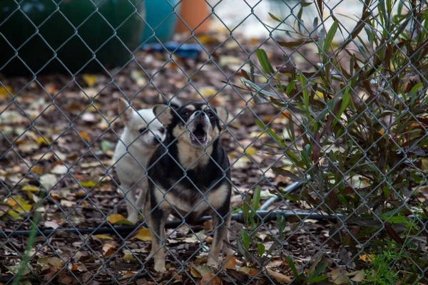 White Black Dog Barking Metal Fence — Stock Photo, Image