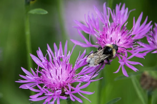 Enfoque Selectivo Una Abeja Sentada Una Exótica Flor Púrpura Medio —  Fotos de Stock