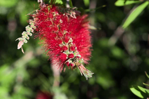 Gros Plan Une Abeille Sur Une Brosse Bouteille Rouge — Photo