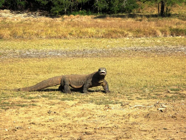 Снимок Животного Дракона Комодо Сухой Траве — стоковое фото