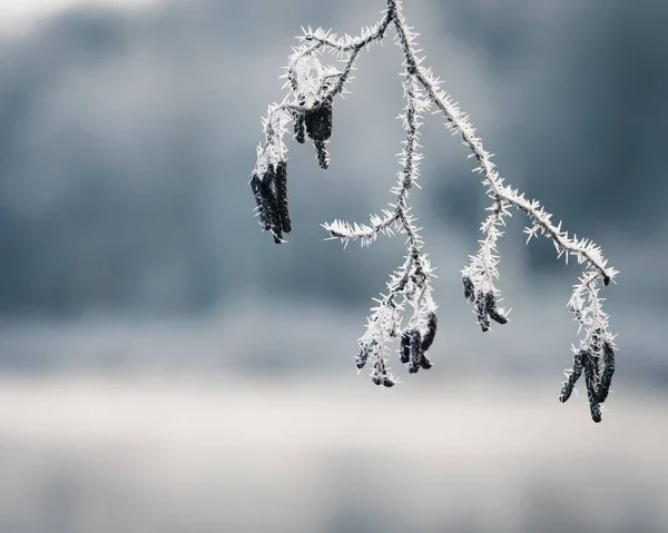 Frozen Branch Hoar Frost Cold Winter Day Close Photography Shallow — Stock Photo, Image