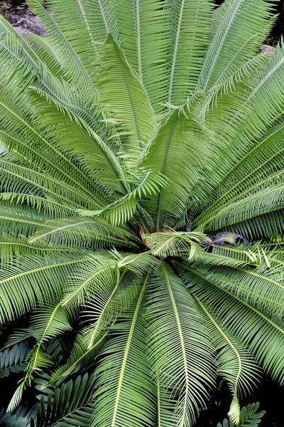 Een Verticale Hoge Hoek Opname Van Palmboom Bladeren Met Scherpe — Stockfoto