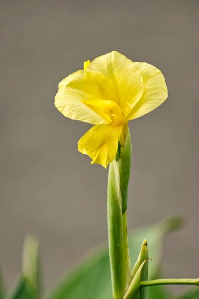 Vertikalt Skudd Gule Canna Lily Blomster Mot Grå Bakgrunn – stockfoto