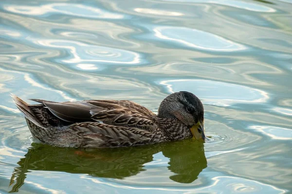 Duck Swimming Lake Captured Daytime — Stock Photo, Image