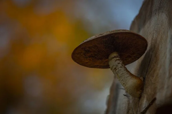 Macro Low Angle Shot Mushroom Growing Right Log — Stock Photo, Image