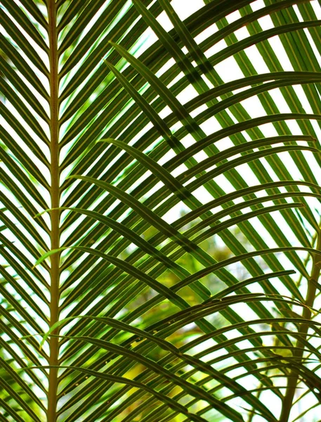 Tiro Vertical Belas Folhas Verdes Uma Planta Exótica Com Fundo — Fotografia de Stock