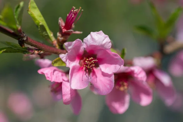 Enfoque Selectivo Una Hermosa Flor Cerezo Árbol — Foto de Stock