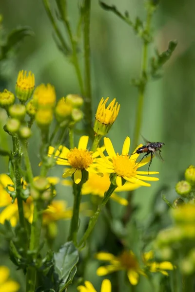 Eine Vertikale Selektive Fokusaufnahme Einer Biene Die Über Die Schönen — Stockfoto