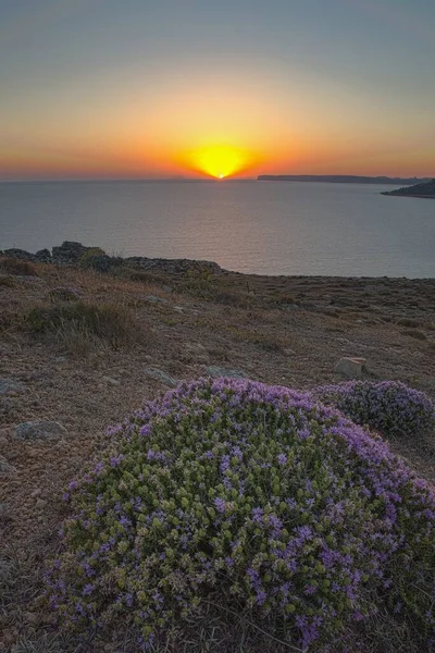 Arbuste Rétroéclairé Thym Méditerranéen Thym Tête Cône Thymbra Capitata Dans — Photo
