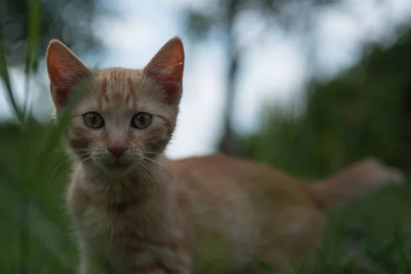 Μια Κοντινή Φωτογραφία Μιας Αξιολάτρευτης Κοκκινομάλλας Γάτας Έναν Κήπο — Φωτογραφία Αρχείου