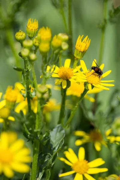 Vertical Selective Focus Shot Bee Flying Beautiful Yellow Flowers Forest — Stock Photo, Image