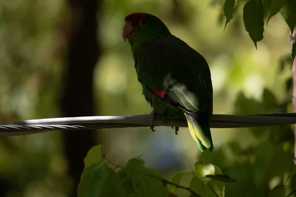 在靠近树的铁丝上 有一张绿色和红色的鹦鹉特写照片 — 图库照片