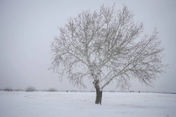 Jediný Holý Strom Parku Pokrytý Sněhem — Stock fotografie