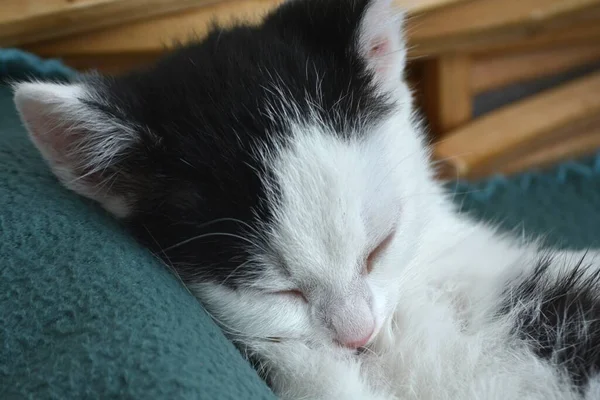 Zbliżenie Ujęcie Ślicznego Małego Czarno Białego Kotka Śpiącego Zielonej Sofie — Zdjęcie stockowe