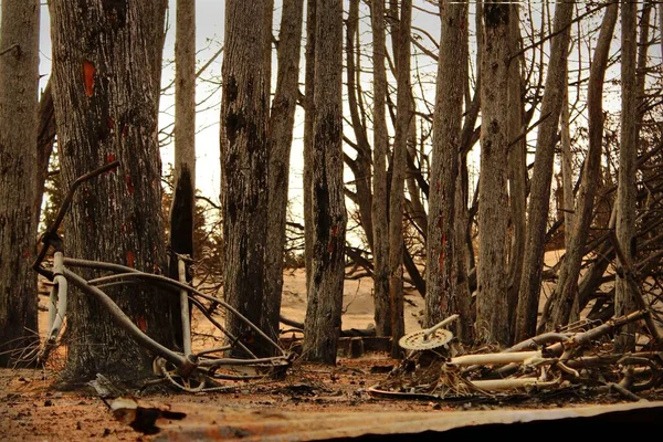 Una Máquina Cortadora Madera Bosque Con Árboles Secos — Foto de Stock