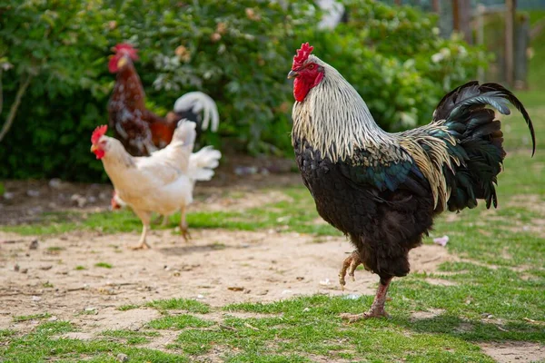 草の上の鶏の選択的なフォーカスショット — ストック写真