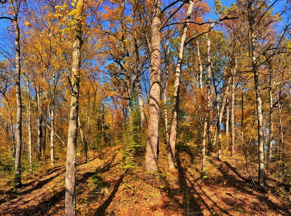 Träden Bredvid Varandra Parken Hösten — Stockfoto