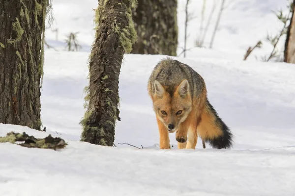 Południowoamerykańska Siwa Lisica Spacerująca Lesie Pokrytym Śniegiem Pod Słońcem Patagonii — Zdjęcie stockowe