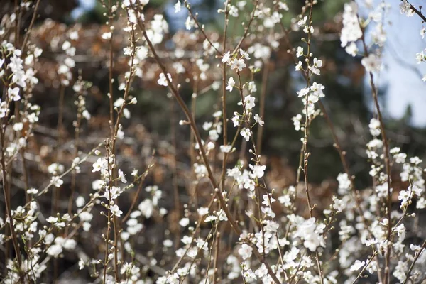 晴れた日には畑に小さな美しい白い花が咲き乱れる — ストック写真