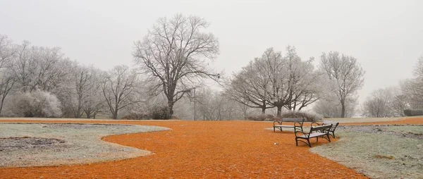 Een Park Met Kale Bomen Sinaasappelgrond Een Mistige Dag — Stockfoto