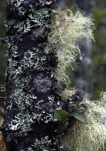 Primer Plano Plantas Silvestres Bosque — Foto de Stock