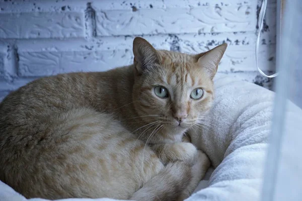 Primer Plano Gato Jengibre Detrás Una Pared Blanca —  Fotos de Stock