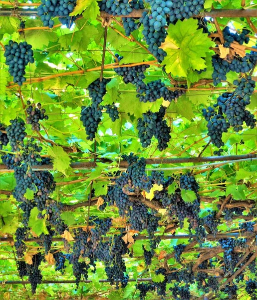 Uvas Pretas Penduradas Nas Vinhas Que Crescem Nas Estruturas Madeira — Fotografia de Stock