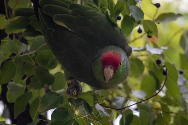 一只玫瑰环抱的鹦鹉在树上吃浆果的特写镜头 — 图库照片