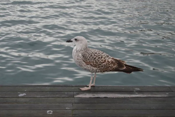 Une Mouette Debout Sur Une Jetée Bois Près Mer — Photo