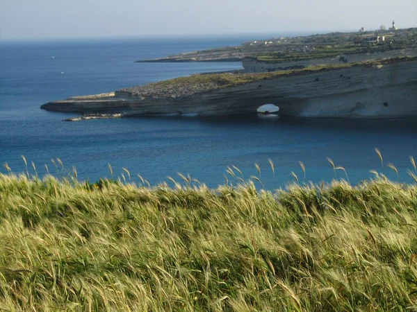 Delimara Marsaxlokk Malta Apr 2014 Landscape Field Growing Crops Wheat — 图库照片