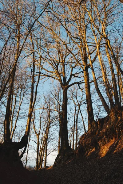 Een Verticaal Shot Van Een Pad Tussen Het Hout Verlicht — Stockfoto