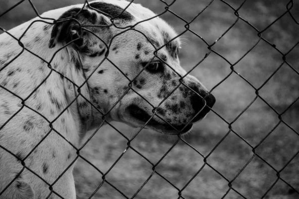 Gråskala Närbild Ledsen Stackars Hund Bakom Metallkedja Länk Staket — Stockfoto