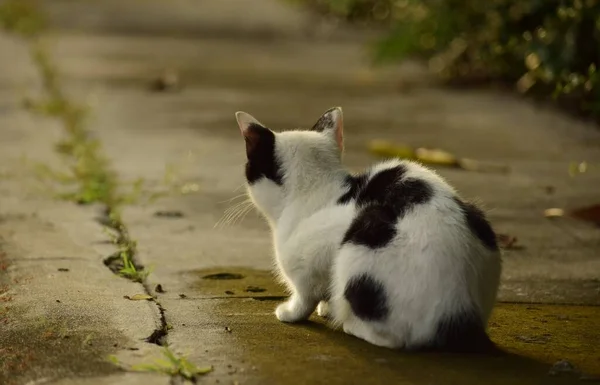白い斑点があるかわいい白い子猫がコンクリートの歩道に座っていて — ストック写真