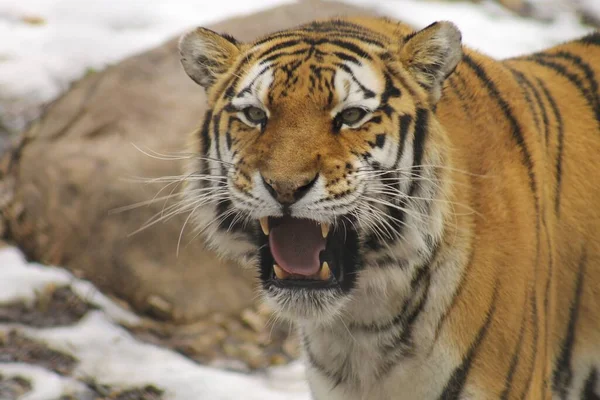 Gros Plan Tigre Sibérien Dans Zoo — Photo