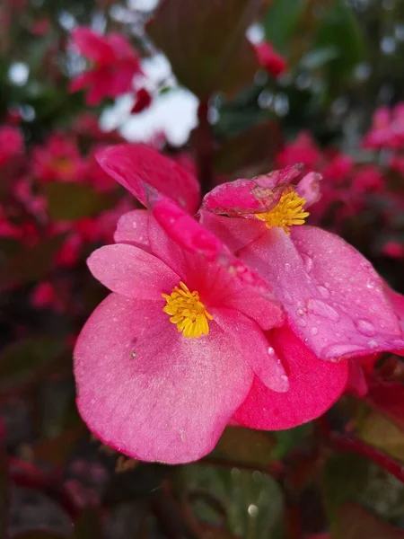 Μια Κάθετη Κοντινή Φωτογραφία Από Όμορφα Ροζ Λουλούδια Begonia — Φωτογραφία Αρχείου