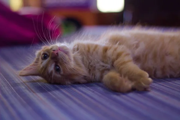 Gatinho Vermelho Bonito Com Listras Deitadas Chão — Fotografia de Stock