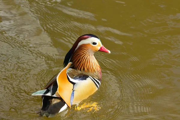 Plan Angle Élevé Canard Mandarin Mâle Sous Lumière Soleil — Photo