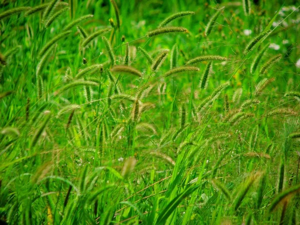 Champ Vert Herbe Plumes Parfait Pour Fond — Photo