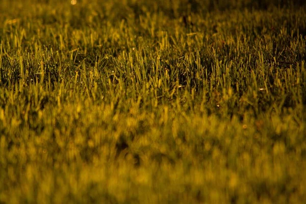 Zbliżenie Ujęcia Świeżego Trawnika Światłem Padającym Niego — Zdjęcie stockowe