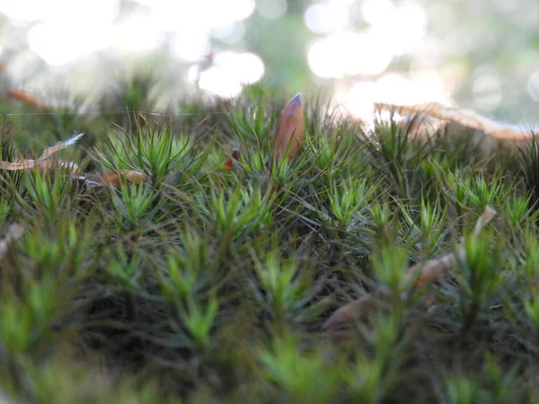 Primo Piano Piante Muschio Berretto Capelli Verde Brillante — Foto Stock