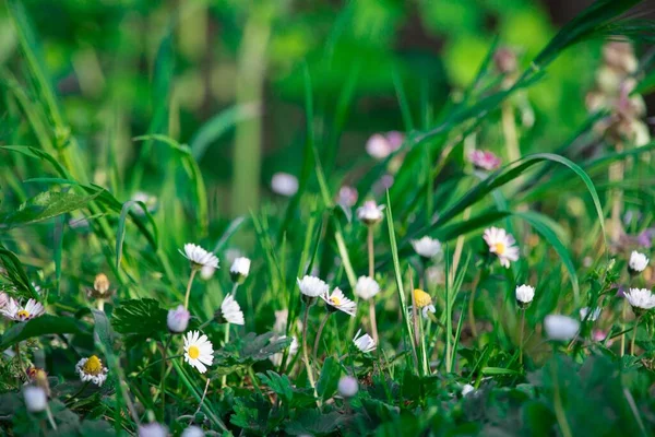 Ένα Ρηχό Πλάνο Εστίασης Μικρών Λουλουδιών Μαργαρίτας Έναν Κήπο — Φωτογραφία Αρχείου