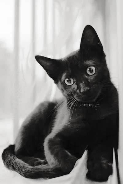 Eine Vertikale Graustufenaufnahme Einer Schwarzen Katze Fenster — Stockfoto