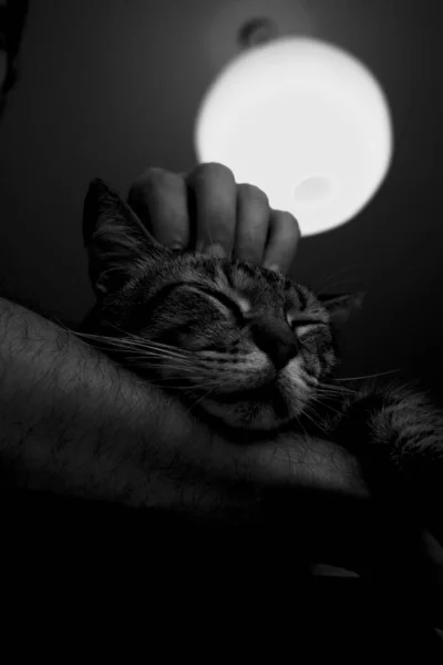 かわいい猫を手でペットの垂直低角度グレースケールショット — ストック写真