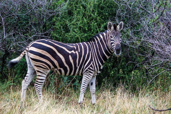 Tiro Nível Dos Olhos Uma Zebra Numa Floresta — Fotografia de Stock