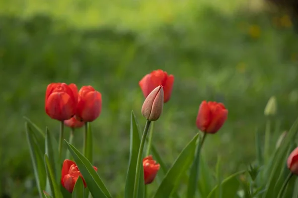 Gros Plan Tulipes Rouges Dans Jardin Verdoyant — Photo