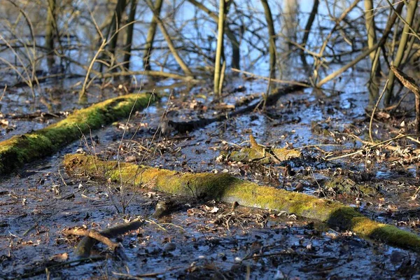 Primo Piano Una Palude Con Tronchi Muschiati Ramoscelli Foglie — Foto Stock