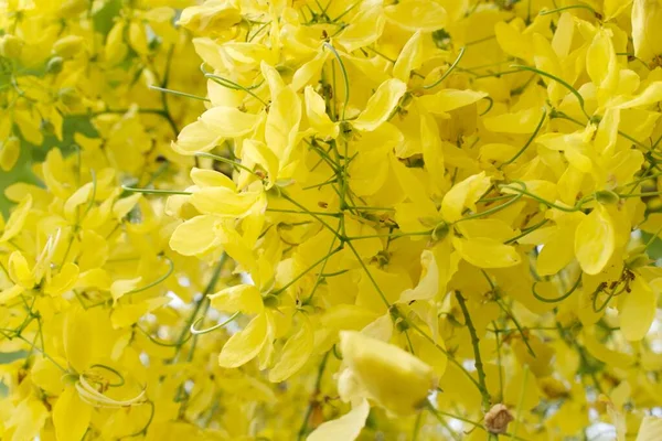 Крупный План Желтых Цветов Цветущих Тонких Ветвях Дерева Запечатленных Солнечный — стоковое фото