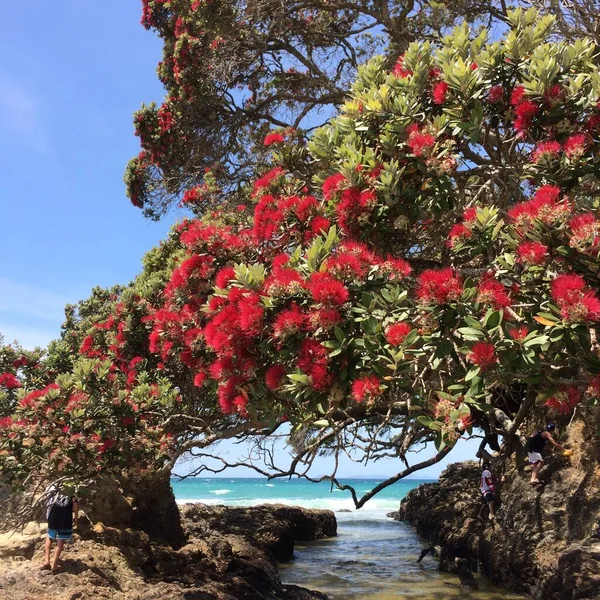 Waipu New Zealand Dec 2015 Red Pohutukawa Flowers Metrosideros Excelsa — Stock Photo, Image